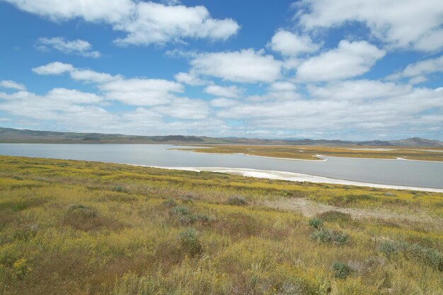 Wilde bloemen bij Carrizo Plain National Monument en Soda-meer