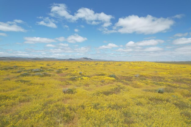 Foto wilde bloemen bij carrizo plain national monument en soda-meer