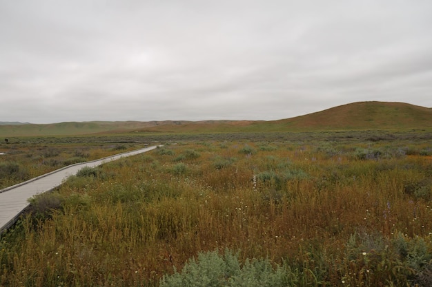 Wilde bloemen bij Carrizo Plain National Monument en Soda-meer