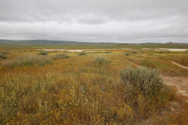 Wilde bloemen bij Carrizo Plain National Monument en Soda-meer