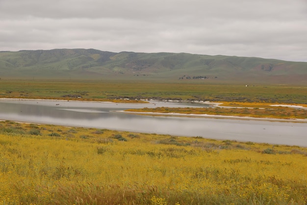 Wilde bloemen bij Carrizo Plain National Monument en Soda-meer
