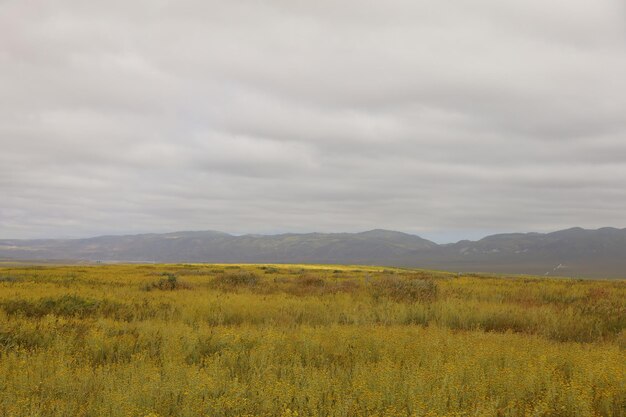 Wilde bloemen bij Carrizo Plain National Monument en Soda-meer