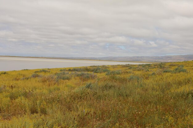 Wilde bloemen bij Carrizo Plain National Monument en Soda-meer