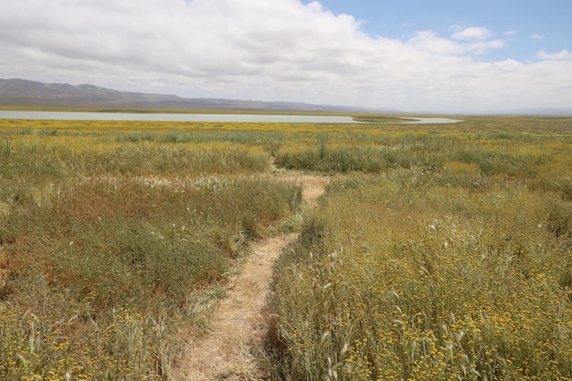 Wilde bloemen bij Carrizo Plain National Monument en Soda-meer