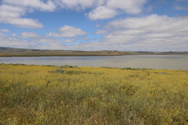 Wilde bloemen bij Carrizo Plain National Monument en Soda-meer