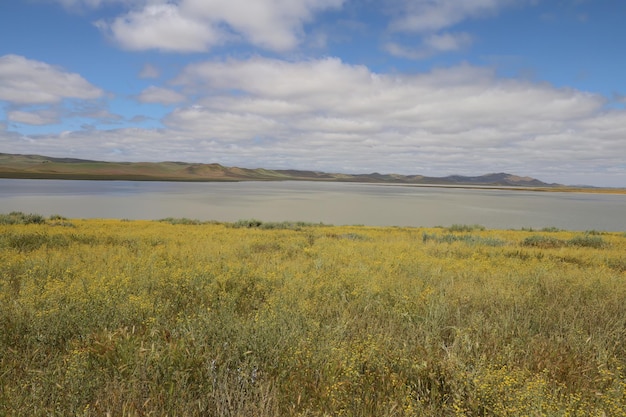 Wilde bloemen bij Carrizo Plain National Monument en Soda-meer