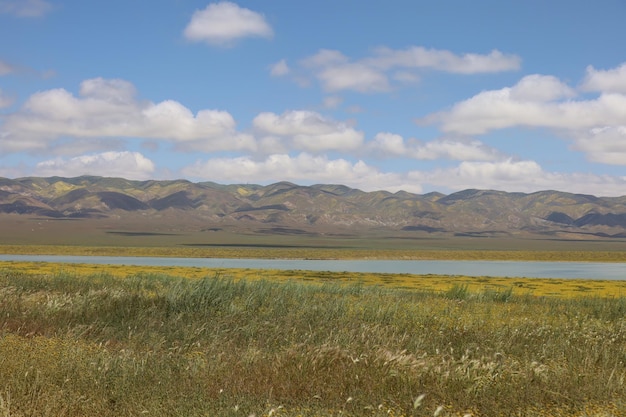 Wilde bloemen bij Carrizo Plain National Monument en Soda-meer