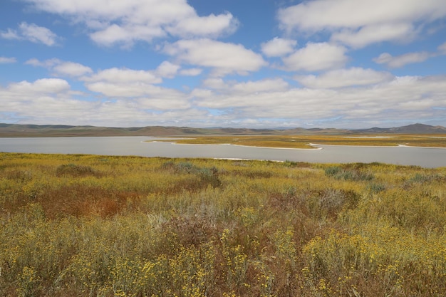 Wilde bloemen bij carrizo plain national monument en soda-meer