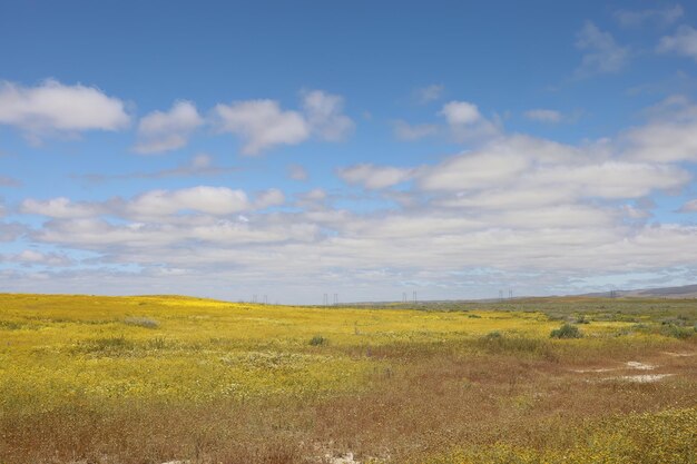 Wilde bloemen bij Carrizo Plain National Monument en Soda-meer