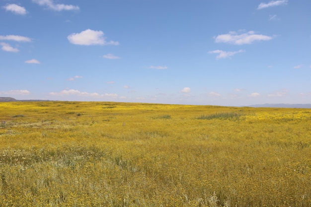 Wilde bloemen bij Carrizo Plain National Monument en Soda-meer