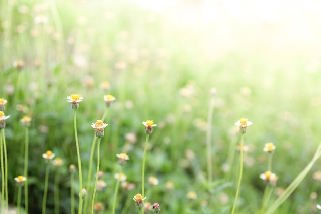 Foto wilde bloemen (coldenia procumbens linn) op wazig groen blad