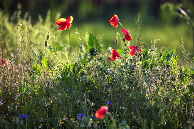 Wilde bloemen en grassen na regen ondiepe scherptediepte