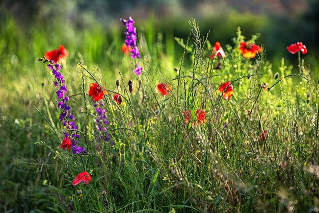 Wilde bloemen en grassen na regen ondiepe scherptediepte