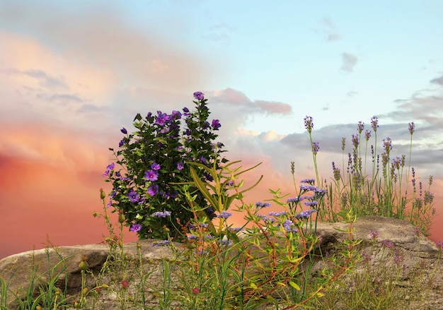 wilde bloemen en kruiden op zonsondergang fores en zee roze blauw geel blauw bewolkte lucht zon regenboog