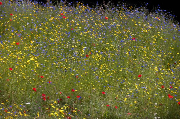 Wilde bloemen groeien langs de oever van de rivier de Dee bij Berwyn