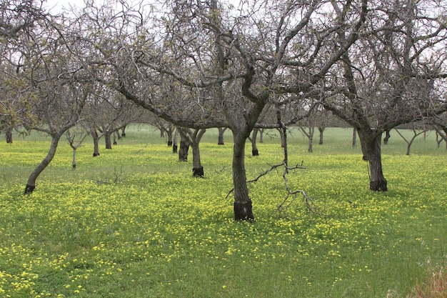 Wilde bloemen in Californië