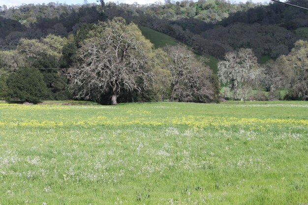 Wilde bloemen in Californië