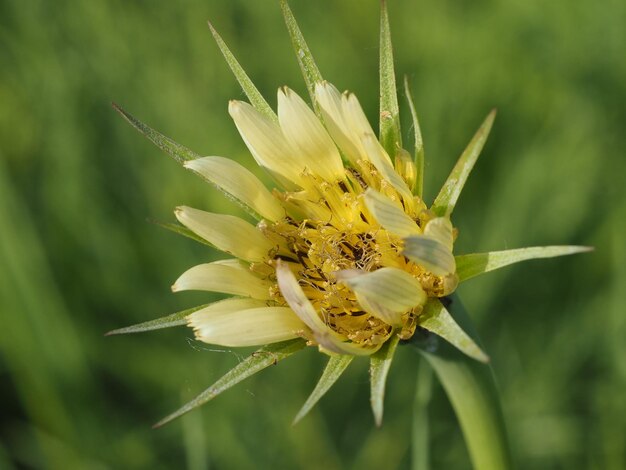 wilde bloemen in de wei