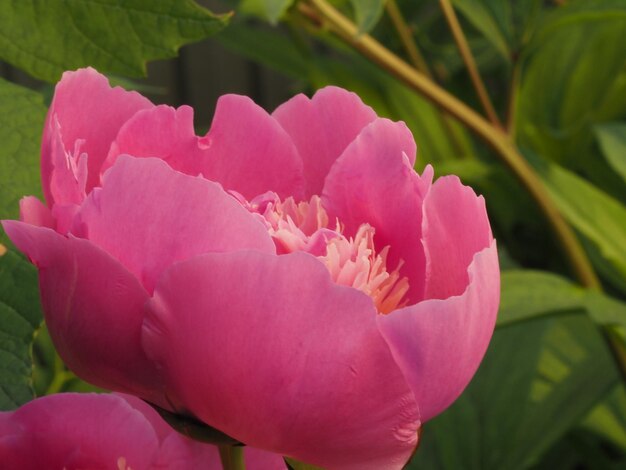 wilde bloemen in de wei