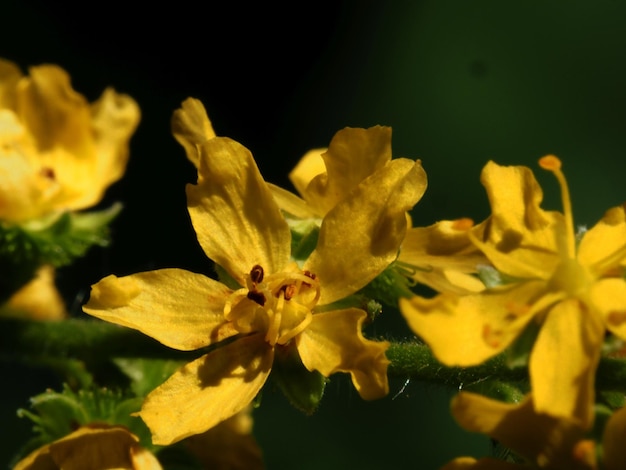 wilde bloemen in de wei