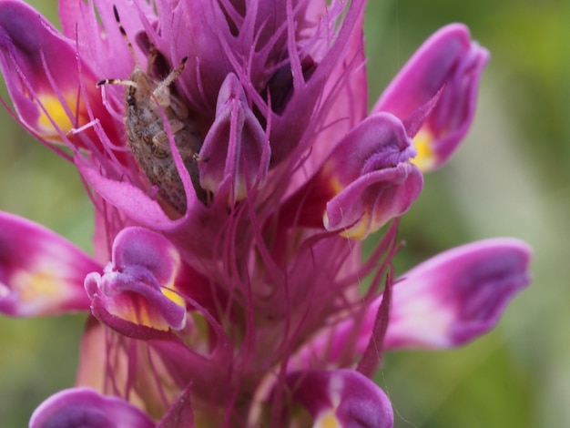 wilde bloemen in de wei