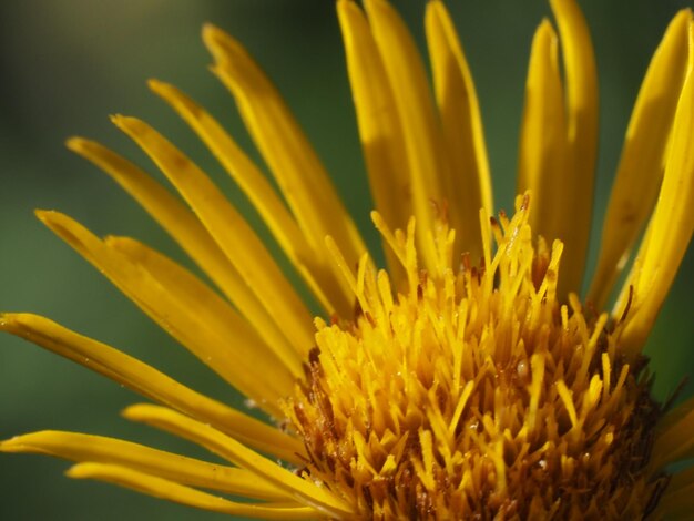 wilde bloemen in de wei