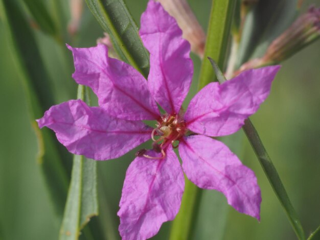 wilde bloemen in de wei