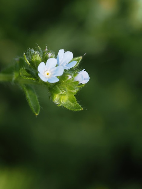 wilde bloemen in de wei