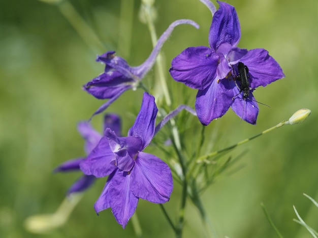 wilde bloemen in de wei