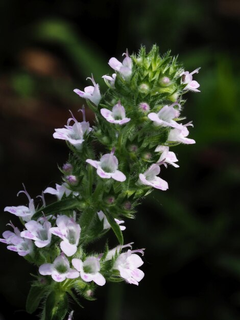 wilde bloemen in de wei