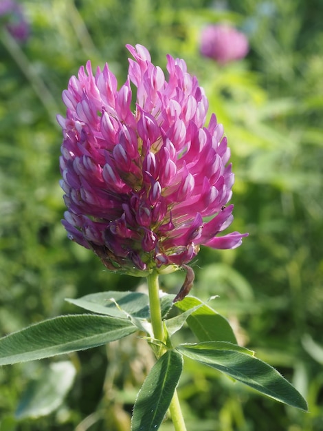 wilde bloemen in de wei