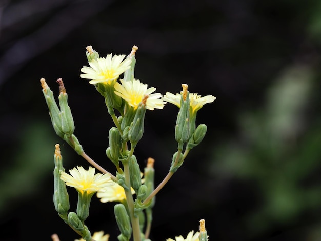 wilde bloemen in de wei