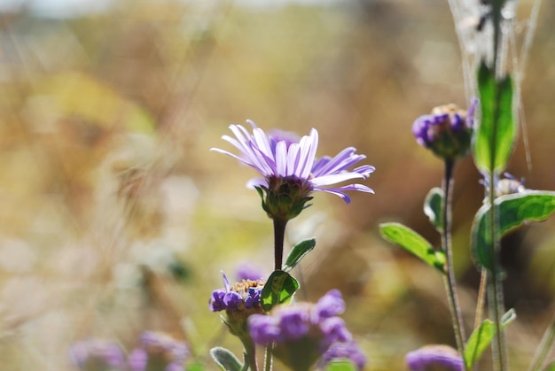 Wilde bloemen in de weide, natuur achtergrond.