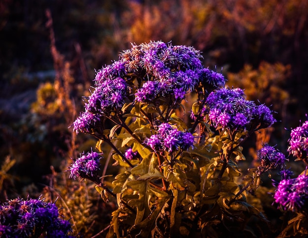 wilde bloemen in de weide