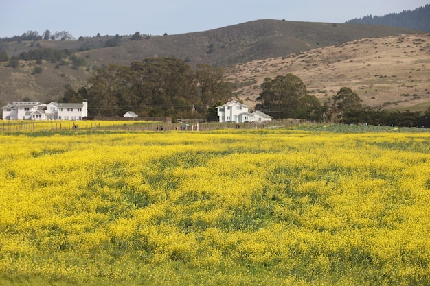 Wilde bloemen in Henry Cowell Ranch in Californië