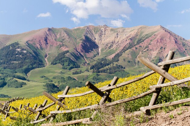 Foto wilde bloemen in volle bloei in crested butte, colorado.