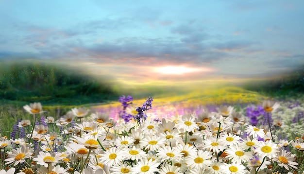 wilde bloemen kamille en madeliefjes wit en roze op een groen veld met gras op zonsondergang