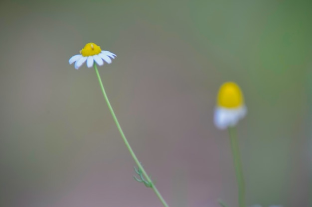 Wilde bloemen La Pampa Patagonië Argentinië