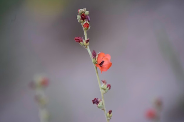 Foto wilde bloemen la pampa patagonië argentinië