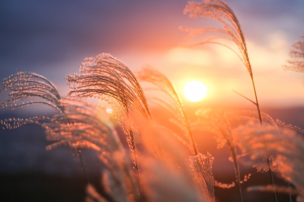 Foto wilde bloemen met zonlicht vóór de zonsondergang