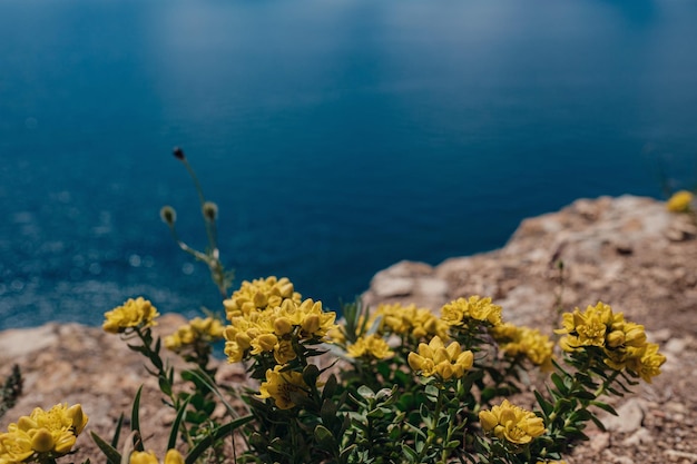 Wilde bloemen op een klif boven de zee op een zonnige zomerdag