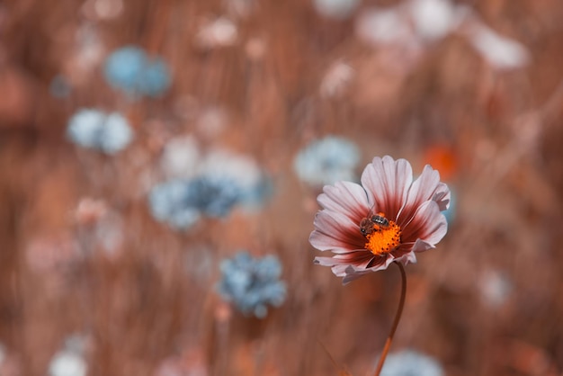 Wilde bloemen op een weide op een zonnige dag