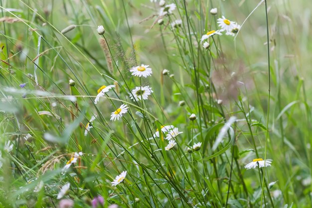 Wilde bloemen op een zomerweide