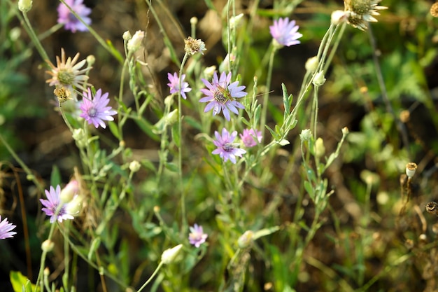 Foto wilde bloemen op gebiedsclose-up