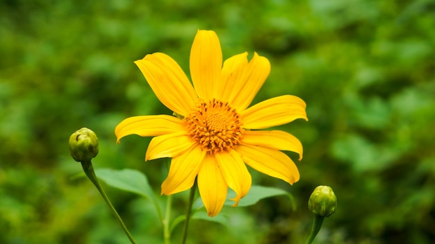 Wilde bloemen op groene achtergrond