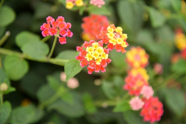 Wilde bloemen op het platteland van Paaseiland Chili