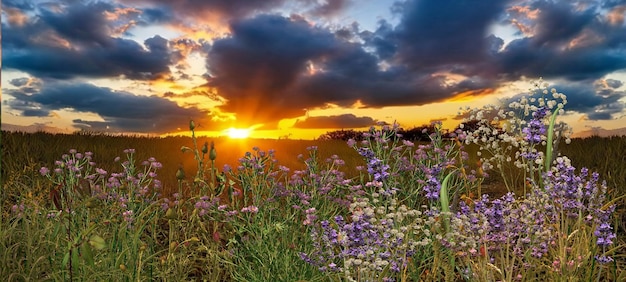 wilde bloemen op het veld bij zonsondergang dramatische wolken aan de hemel zomer