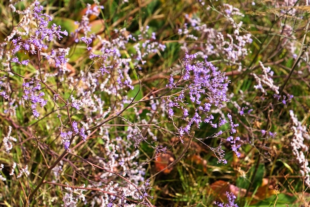 Wilde bloemen op zomer veld close-up