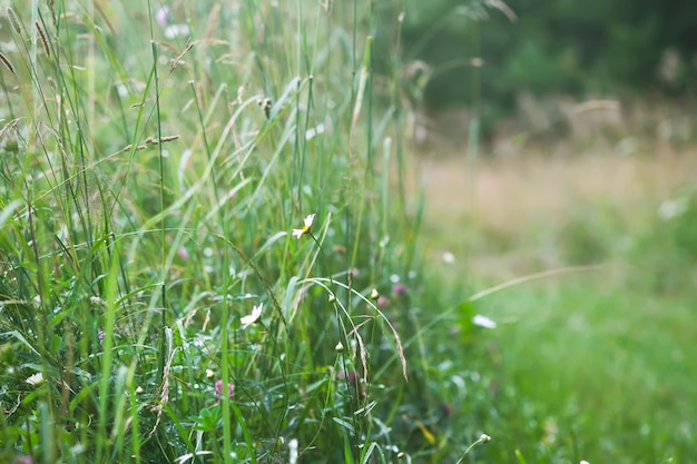 Wilde bloemen op zomer veld.