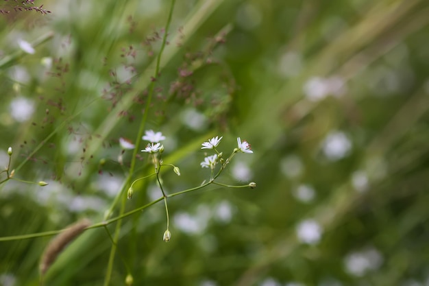 Wilde bloemen op zomerveld